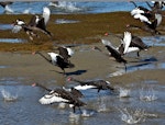 Black swan | Kakīānau. Adults taking flight. Pakawau Beach, Golden Bay, March 2014. Image © Rebecca Bowater by Rebecca Bowater FPSNZ AFIAP.