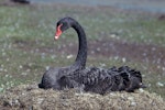 Black swan | Kakīānau. Adult on nest. Birdlings Flat, Lake Ellesmere. Image © Department of Conservation ( image ref: 10035177 ) by Peter Morrison.