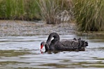 Black swan | Kakīānau. Copulation on water. Lake Okareka, September 2012. Image © Raewyn Adams by Raewyn Adams.