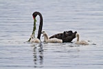 Black swan | Kakīānau. Adult feeding cygnets. Lake Rotoiti, June 2012. Image © Raewyn Adams by Raewyn Adams.