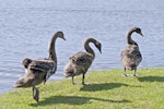 Black swan | Kakīānau. Juveniles walking. Tauranga, August 2012. Image © Raewyn Adams by Raewyn Adams.