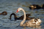 Black swan | Kakīānau. Leucistic adult. Lake Rotorua, December 2009. Image © Tony Whitehead by Tony Whitehead.