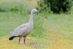 Cape Barren goose. Adult. Western Treatment Plant, Victoria, Australia, November 2017. Image © Mark Lethlean by Mark Lethlean.