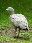 Cape Barren goose. Adult. Hamilton Zoo, October 2011. Image © Alan Tennyson by Alan Tennyson.