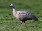 Cape Barren goose. Adult. Wanganui, August 2010. Image © Ormond Torr by Ormond Torr.