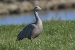 Cape Barren goose. Adult. Fortrose, Southland, June 2022. Image © Glenda Rees by Glenda Rees.