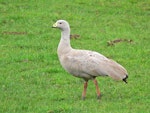 Cape Barren goose. Adult. Mowhanau, Whanganui, August 2010. Image © Peter Frost by Peter Frost.