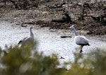 Cape Barren goose. Adult pair. Kaipara Harbour, November 2010. Image © Art Polkanov by Art Polkanov.