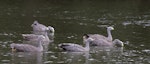 Cape Barren goose. Adults swimming. Serendip Sanctuary, Lara, Victoria, Australia, January 2010. Image © Sonja Ross by Sonja Ross.