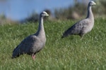 Cape Barren goose. Pair. Fortrose, Southland, June 2022. Image © Glenda Rees by Glenda Rees.