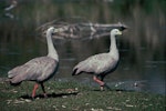 Cape Barren goose. Two adults. Waikanae River estuary, March 1989. Image © Alan Tennyson by Alan Tennyson.