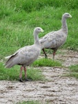 Cape Barren goose. Adult pair. St Anne's Lagoon, December 2016. Image © Scott Brooks (ourspot) by Scott Brooks.