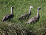 Cape Barren goose. 2 adults and gosling. St Anne's Lagoon, November 2019. Image © Scott Brooks (ourspot) by Scott Brooks.