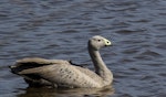 Cape Barren goose. Adult swimming. Travis Wetland, Christchurch, February 2019. Image © Grahame Bell by Grahame Bell.