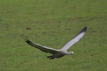 Cape Barren goose. Adult in flight with wings spread. Kaipara Harbour. Image © Noel Knight by Noel Knight.