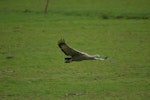 Cape Barren goose. Adult in flight showing primaries. Kaipara Harbour. Image © Noel Knight by Noel Knight.