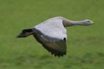 Cape Barren goose. Adult in flight showing upperwing. Kaipara Harbour. Image © Noel Knight by Noel Knight.