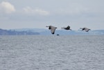 Cape Barren goose. Adults in flight over water. Kaipara Harbour, November 2010. Image © Art Polkanov by Art Polkanov.