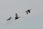 Cape Barren goose. Trio in flight. Kaipara Harbour, November 2010. Image © Art Polkanov by Art Polkanov.