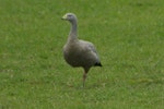 Cape Barren goose. Standing on one leg. Kaipara Harbour. Image © Noel Knight by Noel Knight.