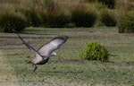 Cape Barren goose. Adult taking flight. Travis Wetland, Christchurch, February 2019. Image © Grahame Bell by Grahame Bell.