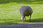 Cape Barren goose. Captive bird grazing. Katikati, October 2011. Image © Raewyn Adams by Raewyn Adams.