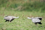 Cape Barren goose. Adults fighting. Rakaia, January 2016. Image © Adam Higgins by Adam Higgins.