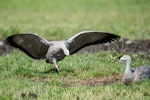 Cape Barren goose. Adult with wings spread. Rakaia, January 2016. Image © Adam Higgins by Adam Higgins.