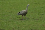 Cape Barren goose. Adult walking. Kaipara Harbour. Image © Noel Knight by Noel Knight.