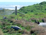 Cape Barren goose. Adult with head lowered. Hokitika sewage ponds, March 2011. Image © Joke Baars by Joke Baars.