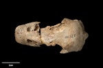 North Island goose | Tarepo. Skull, dorsal. Te Papa S.035700. Wheturau Quarry, Gisborne. Image © Te Papa.