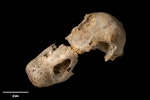 North Island goose | Tarepo. Skull, oblique. Te Papa S.035700. Wheturau Quarry, Gisborne. Image © Te Papa.