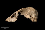 North Island goose | Tarepo. Skull, lateral. Te Papa S.035700. Wheturau Quarry, Gisborne. Image © Te Papa.