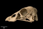 South Island goose. Skull, lateral. Te Papa S.035266. Chatto Creek, Otago. Image © Te Papa.