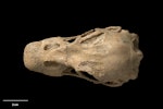 South Island goose. Skull, dorsal. Te Papa S.035266. Chatto Creek, Otago. Image © Te Papa.