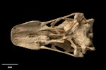 South Island goose. Skull, ventral. Te Papa S.035266. Chatto Creek, Otago. Image © Te Papa.