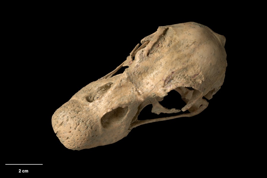 South Island goose. Skull, oblique. Te Papa S.035266. Chatto Creek, Otago. Image © Te Papa.