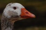 Greylag goose | Kuihi. Adult head. Lake Rotorua, February 2009. Image © Peter Reese by Peter Reese.