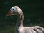 Greylag goose | Kuihi. Adult female. Western Springs, Auckland, March 2016. Image © George Curzon-Hobson by George Curzon-Hobson.