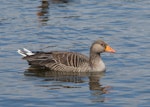 Greylag goose | Kuihi. Adult on water. Reykjavik, Iceland, June 2012. Image © Sonja Ross by Sonja Ross.