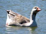 Greylag goose | Kuihi. Adult swimming. Masterton, December 2016. Image © Scott Brooks (ourspot) by Scott Brooks.