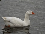 Greylag goose | Kuihi. Adult male swimming. Waikanae estuary, September 2015. Image © George Curzon-Hobson by George Curzon-Hobson.