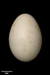 Greylag goose | Kuihi. Egg 87.2 x 60.2 mm (NMNZ OR.007469, collected by A. Haywood). Chatham Island, January 1932. Image © Te Papa by Jean-Claude Stahl.