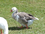 Greylag goose | Kuihi. Adult. Waimanu Lagoon, Waikanae, February 2015. Image © Alan Tennyson by Alan Tennyson.