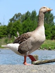 Greylag goose | Kuihi. Adult. Masterton, December 2016. Image © Scott Brooks (ourspot) by Scott Brooks.