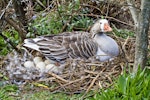 Greylag goose | Kuihi. Feral female on nest. Hamurana Springs, September 2012. Image © Raewyn Adams by Raewyn Adams.