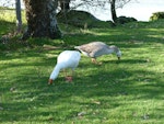 Greylag goose | Kuihi. Pair grazing. Lake Rotorua, August 2011. Image © Joke Baars by Joke Baars.