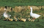 Greylag goose | Kuihi. Pair with goslings. Makara, Wellington, October 1994. Image © Peter Reese by Peter Reese.