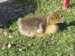 Greylag goose | Kuihi. Gosling. Waimanu Lagoon, Waikanae, November 2014. Image © Alan Tennyson by Alan Tennyson.