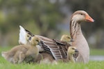 Greylag goose | Kuihi. Adult with young. Anderson Park, Taradale, Napier, October 2011. Image © Adam Clarke by Adam Clarke.